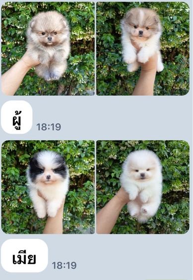 ปอมเมอเรเนียนแท้ พร้อมย้ายบ้าน อายุ2เดือน  รูปที่ 2