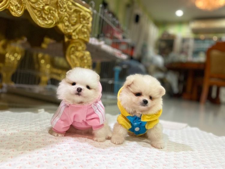 ลูกปอมปอมแท้ น่ารัก ทีคัพ พร้อมเลี้ยง  รูปที่ 3