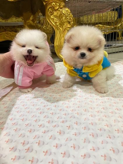 ลูกปอมปอมแท้ น่ารัก ทีคัพ พร้อมเลี้ยง  รูปที่ 2