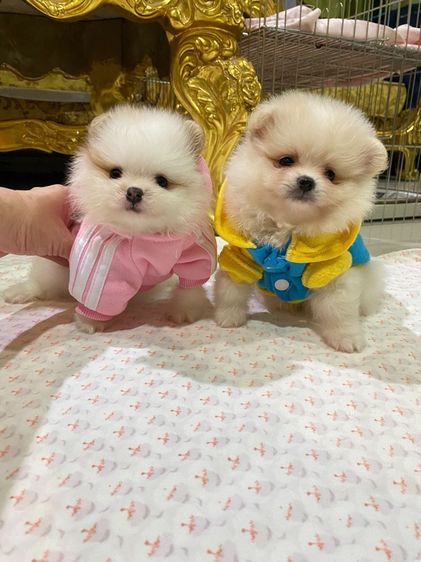 ปอมเมอเรเนียน (Pomeranian) เล็ก ลูกปอมปอมแท้ น่ารัก ทีคัพ พร้อมเลี้ยง 