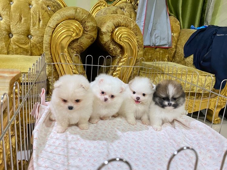 ปอมเมอเรเนียน (Pomeranian) เล็ก ลูกปอมแท้ สอบถามได้ค่ะ