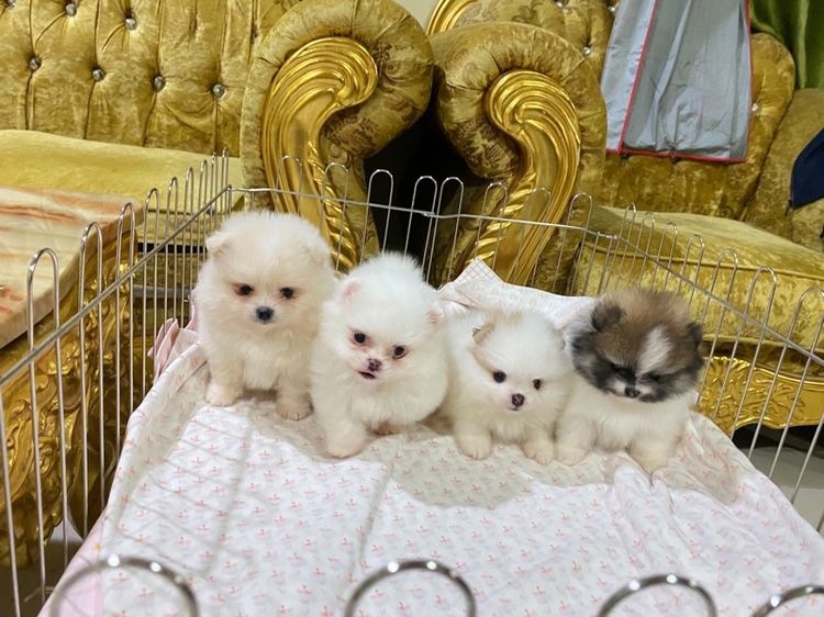 ลูกปอมแท้ สอบถามได้ค่ะ รูปที่ 2