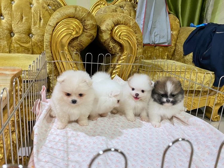 ลูกปอมแท้ สอบถามได้ค่ะ รูปที่ 3