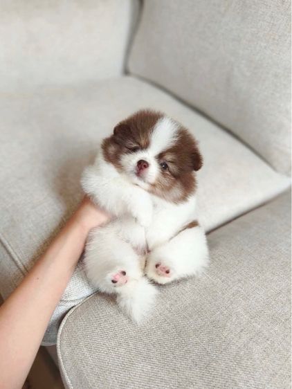 พุดเดิ้ล5 ปอม3 รูปที่ 11