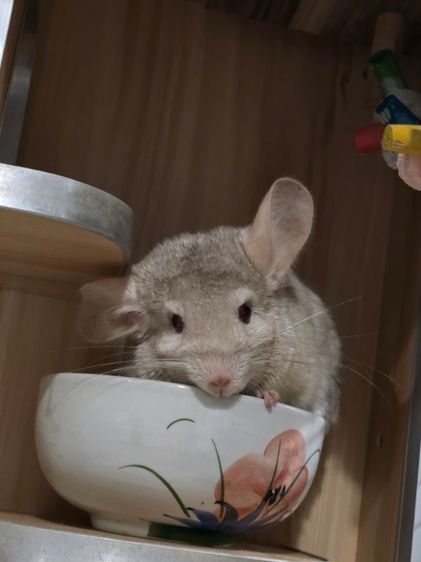 chinchilla สีพิเศษ พร้อมกรง รูปที่ 3