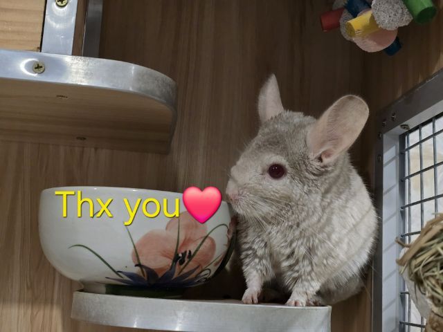 chinchilla สีพิเศษ พร้อมกรง