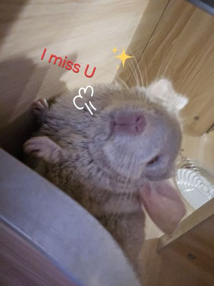 chinchilla สีพิเศษ พร้อมกรง รูปที่ 2