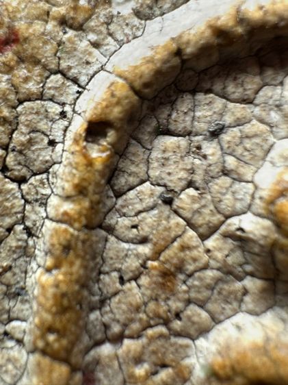 พระสมเด็จวัดระฆังพิมพ์เกศบัวตูม ส่งตามรูป (23) รูปที่ 5