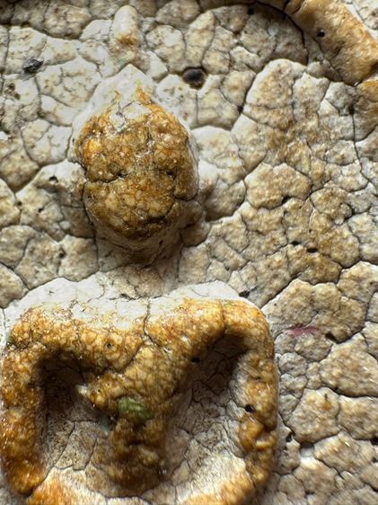 พระสมเด็จวัดระฆังพิมพ์เกศบัวตูม ส่งตามรูป (23) รูปที่ 6