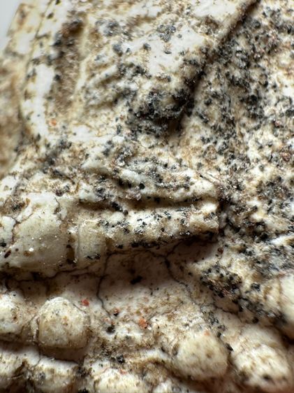 หลวงปู่ทวดเนื้อว่าน พิมพ์เอ หัวขีด ส่งตามรูป (4) รูปที่ 7