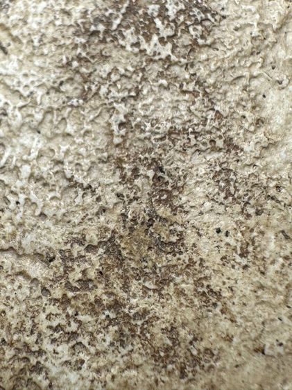 พระสมเด็จวัดระฆังพิมพ์ฐานคู่ ส่งตามรูป (10) รูปที่ 8