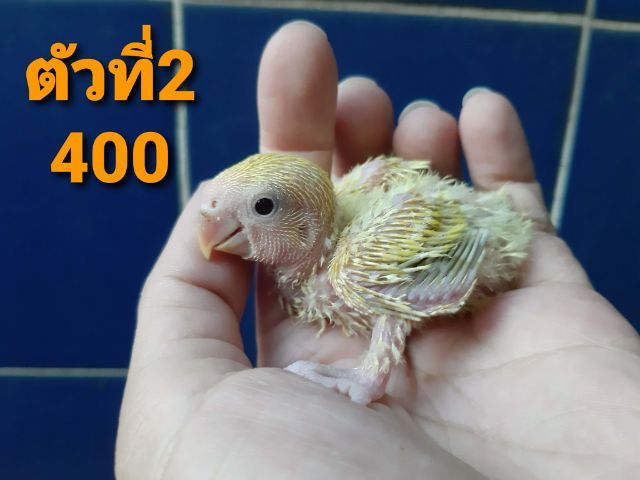ลูกป้อนเลิฟเบิร์ดไม่มีขอบตา รูปที่ 2