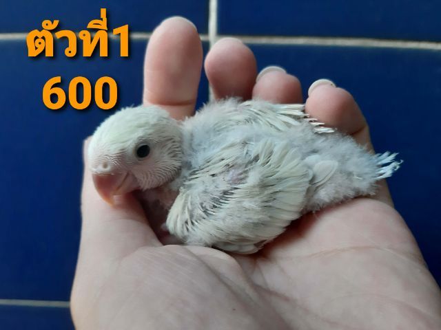 ลูกป้อนเลิฟเบิร์ดไม่มีขอบตา