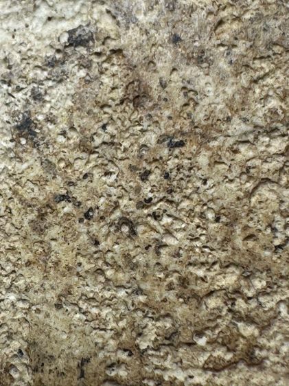 พระสมเด็จวัดระฆังพิมพ์ ปรกโพธิ์เล็ก ส่งตามรูป (15) รูปที่ 8