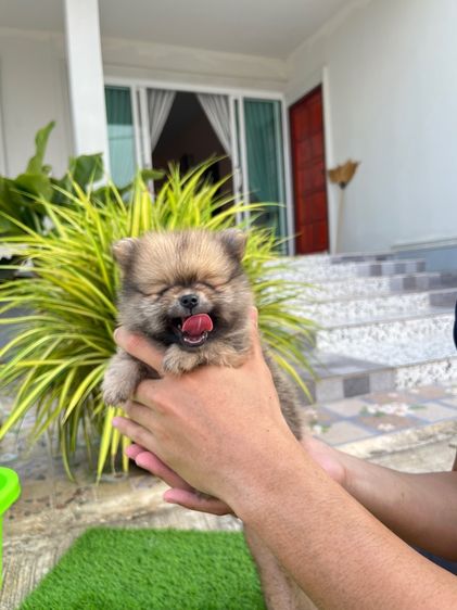 ปอมเมอเรเนียน รูปที่ 8