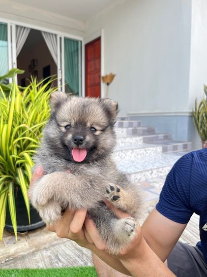 ปอมเมอเรเนียน รูปที่ 16