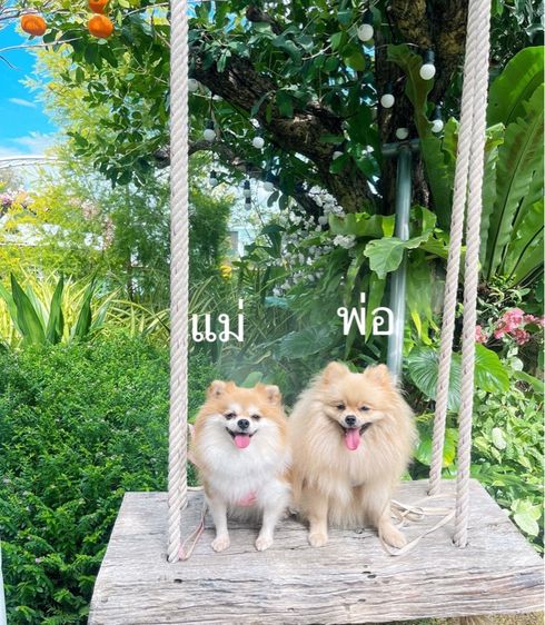 ปอมเมอเรเนียน รูปที่ 18