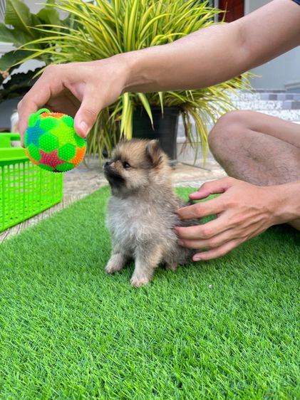 ปอมเมอเรเนียน รูปที่ 10