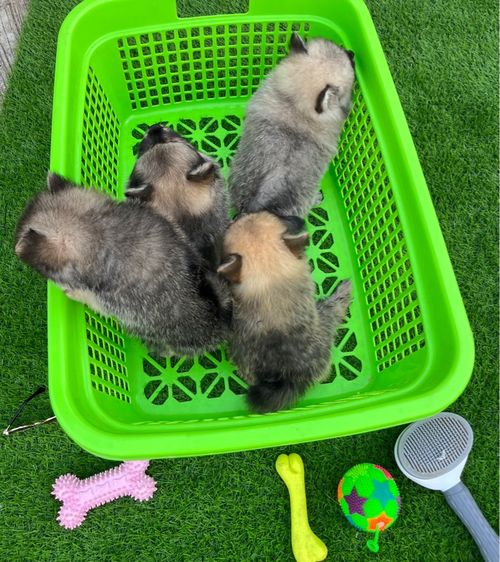 ปอมเมอเรเนียน รูปที่ 3