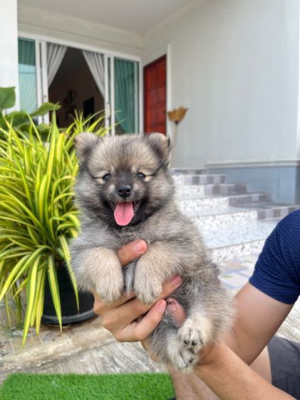 ปอมเมอเรเนียน รูปที่ 15