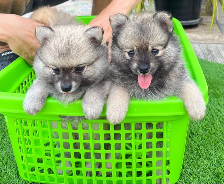 ปอมเมอเรเนียน รูปที่ 2