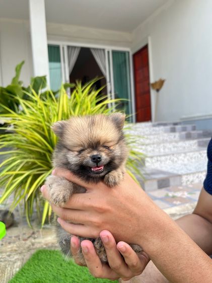 ปอมเมอเรเนียน รูปที่ 7