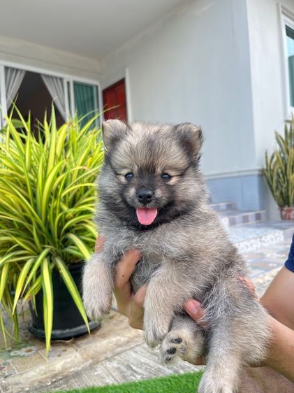 ปอมเมอเรเนียน รูปที่ 14