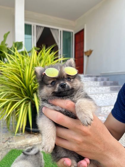 ปอมเมอเรเนียน รูปที่ 12