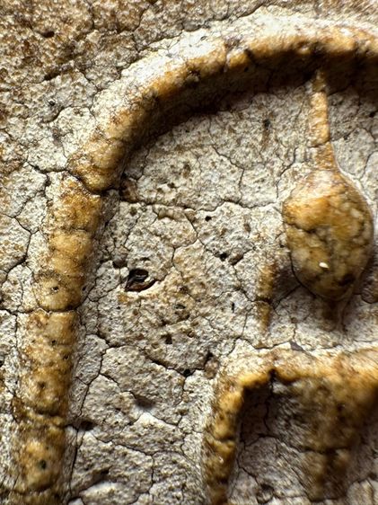 พระสมเด็จวัดระฆังพิมพ์ ฐานแซม ส่งตามรูป (22) รูปที่ 5