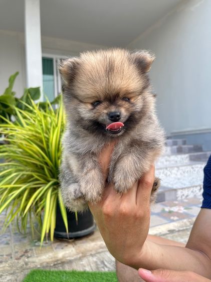 ปอมเมอเรเนียน รูปที่ 4