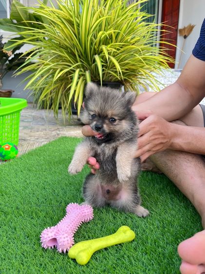 ปอมเมอเรเนียน รูปที่ 8