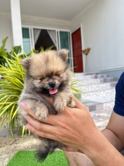 ปอมเมอเรเนียน รูปที่ 3