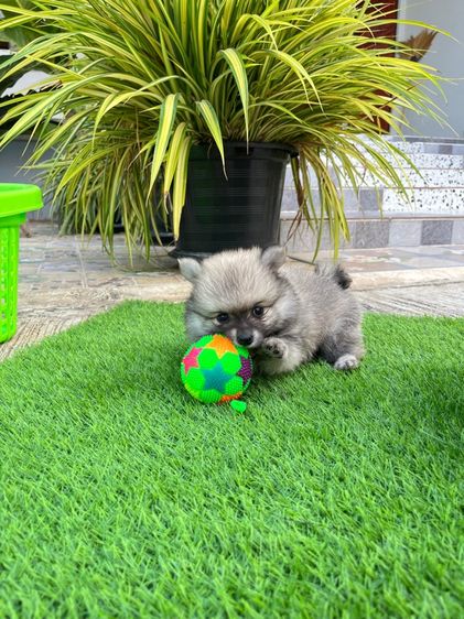 ปอมเมอเรเนียน รูปที่ 6