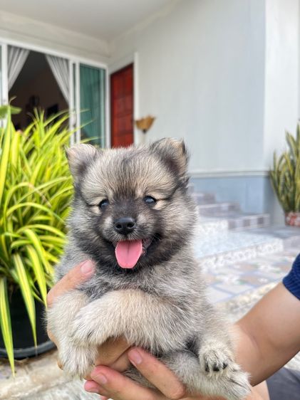 ปอมเมอเรเนียน รูปที่ 10