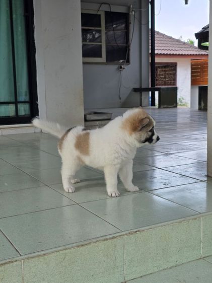 ลูกสุนัขบางแก้วเพศเมีย รูปที่ 2