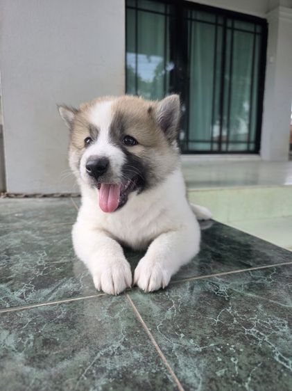 ลูกสุนัขบางแก้วเพศเมีย รูปที่ 3