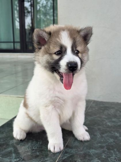 ลูกสุนัขบางแก้วเพศเมีย รูปที่ 4