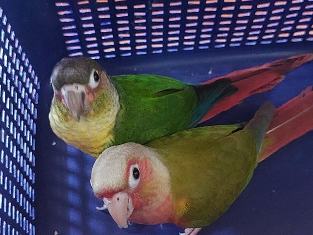 นกกรีนชีค ตัวละ 3,500 บาท