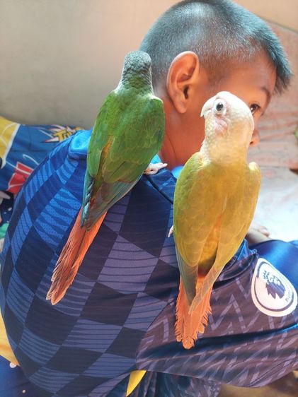 นกกรีนชีค ตัวละ 3,500 บาท รูปที่ 5