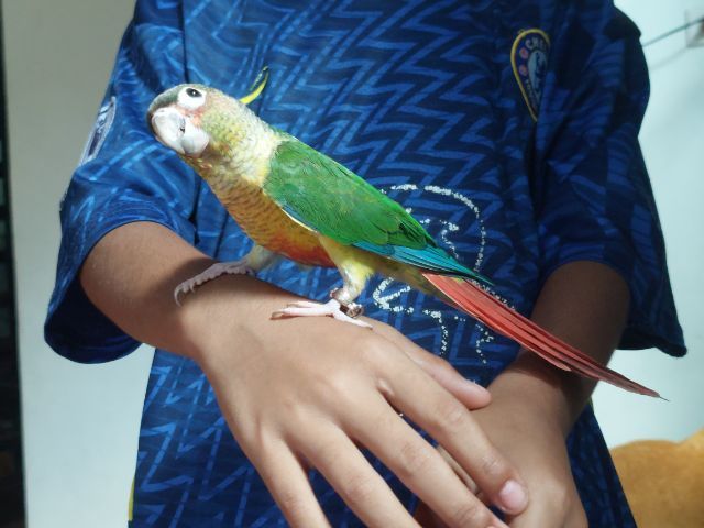 นกกรีนชีค ตัวละ 3,500 บาท รูปที่ 2