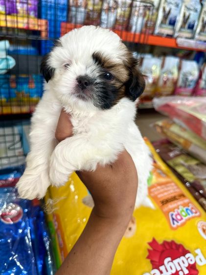 ชิสุทอย หน้าบี้ ตากลมๆ รูปที่ 7