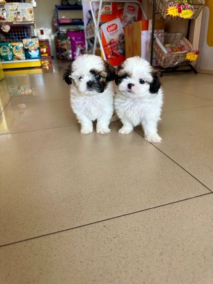 ชิสุทอย หน้าบี้ ตากลมๆ