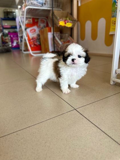 ชิสุทอย หน้าบี้ ตากลมๆ รูปที่ 3