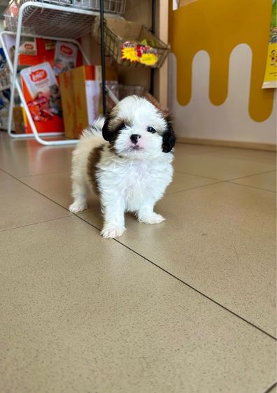 ชิสุทอย หน้าบี้ ตากลมๆ รูปที่ 2