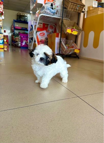 ชิสุทอย หน้าบี้ ตากลมๆ รูปที่ 6