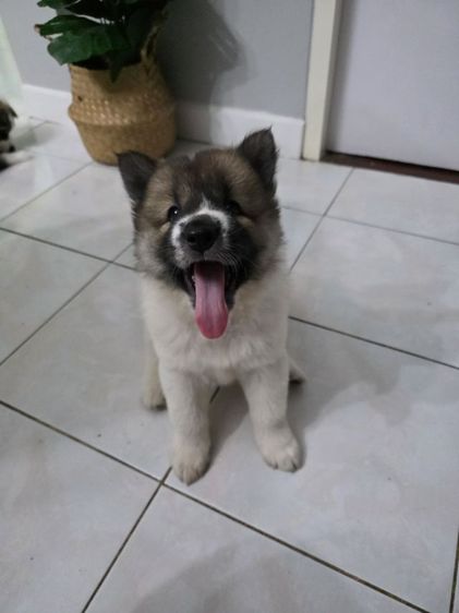 ลูกสุนัขไทยบางแก้วเพศเมีย รูปที่ 4