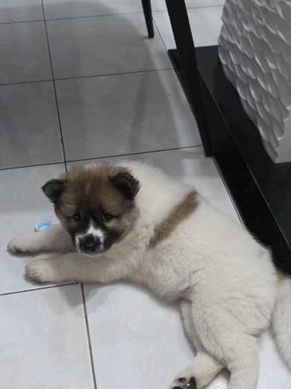 ลูกสุนัขไทยบางแก้วเพศเมีย รูปที่ 5