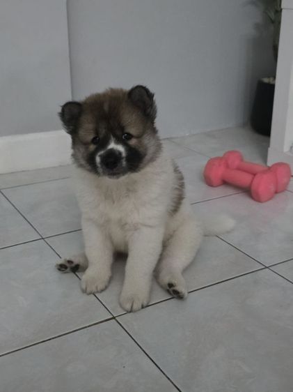 บางแก้ว (Thai Bangkaew Dog) กลาง ลูกสุนัขไทยบางแก้วเพศเมีย
