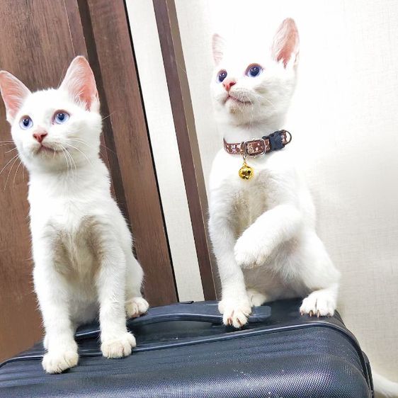 ขาวมณี (Khao Manee) แมวขาวมณีตาเหลือง ญ