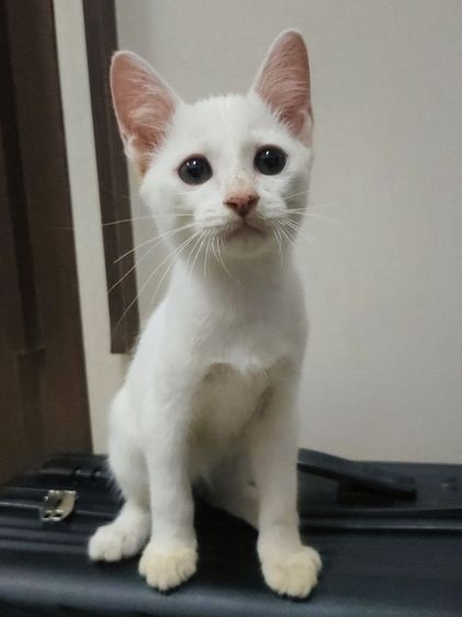แมวขาวมณีตาเหลือง ญ รูปที่ 3